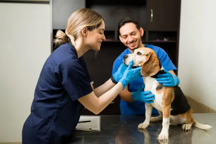 Assistant en soins animaliers
